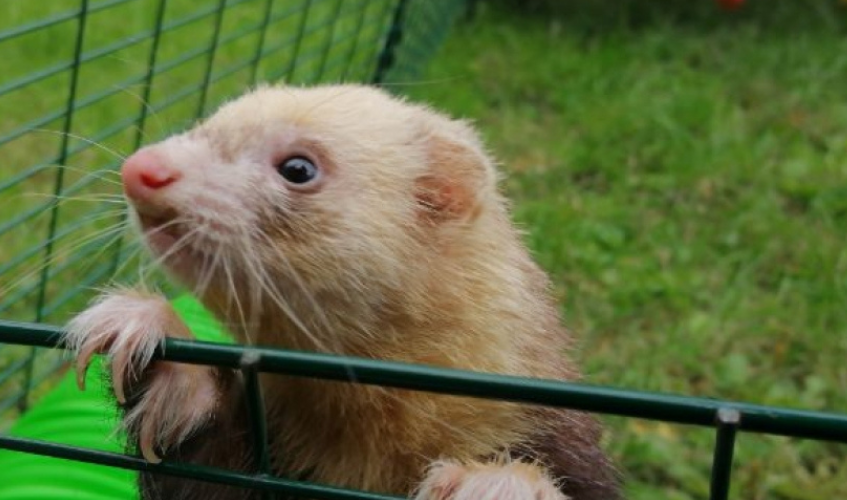 Ferret items deals